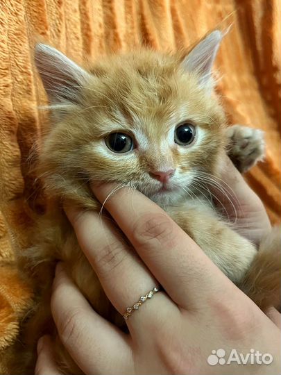 Котенок в добрые руки