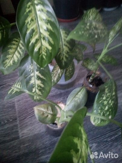 Продам комнатные цветы