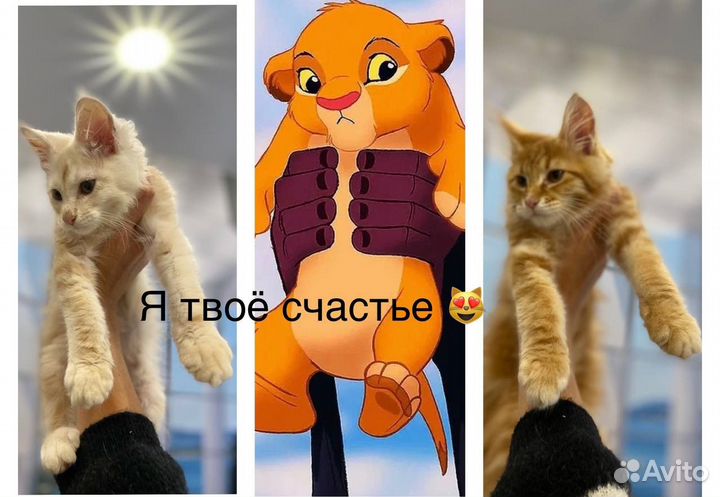 Котята мейн-кун