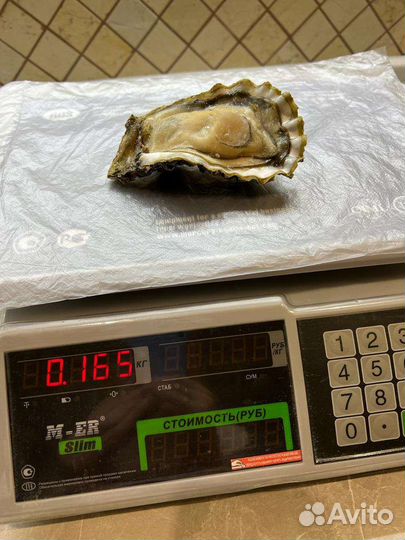 Устрица на створке