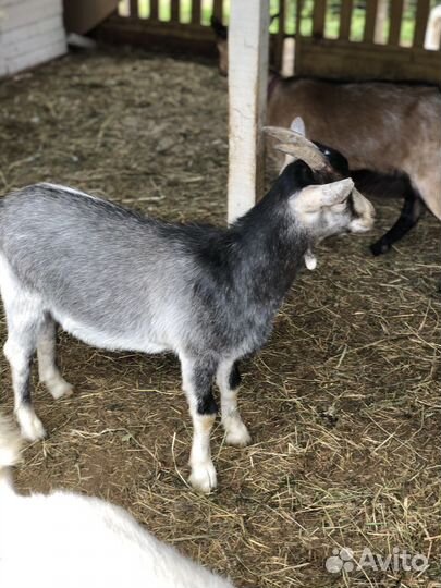 Альпийские козы