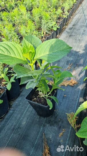 Гортензия крупнолистная бесконечное лето