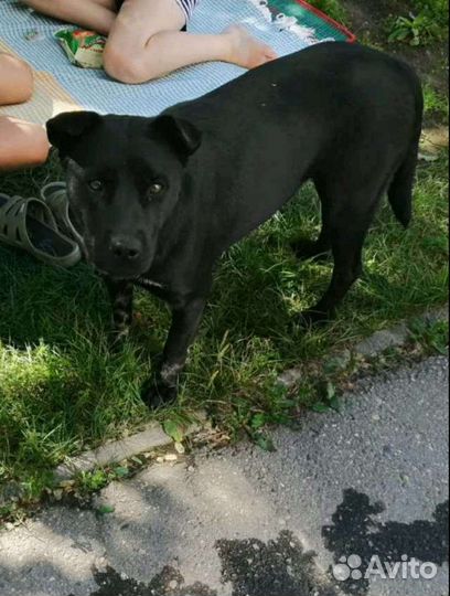 Щенок 3 месяца