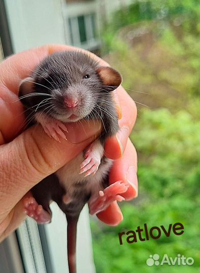 Крысята шоколадки от ratlove