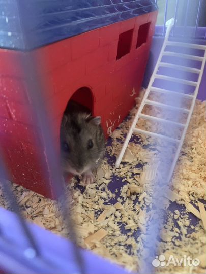 Джунгарский хомяк с клеткой