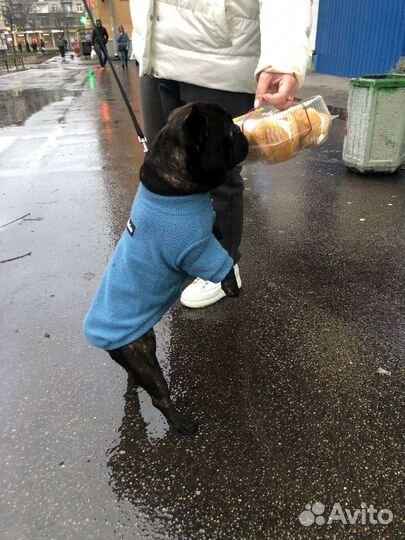 Французский бульдог вязка