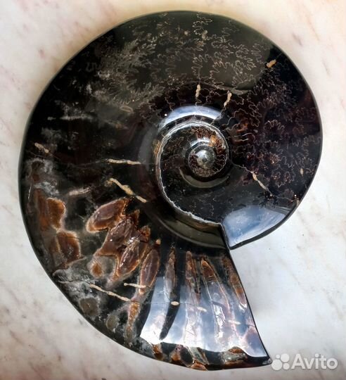 Крупный аммонит на подставке