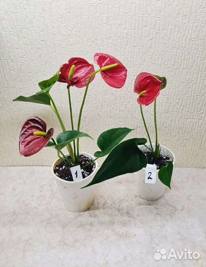 Антуриум красный