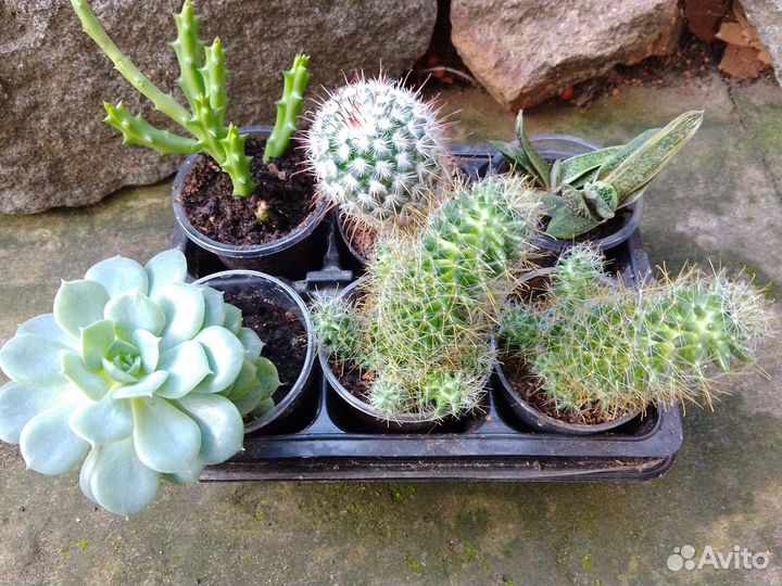 Суккуленты разные