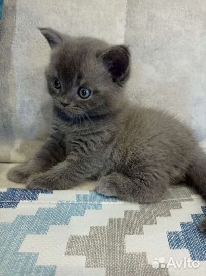 Британец короткошерстный