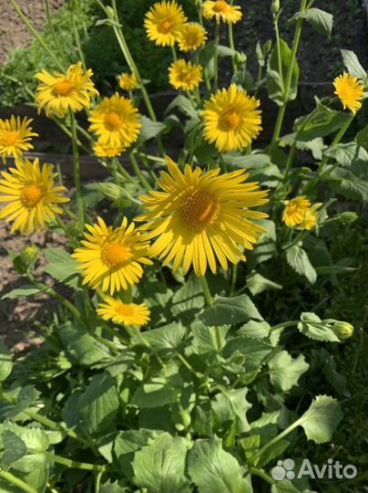 Многолетники садовые