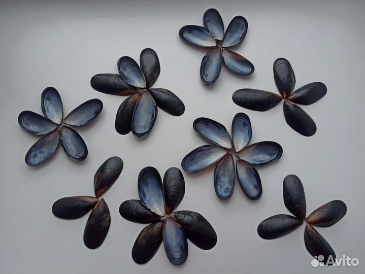 Морские ракушки раковины мидии