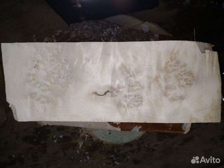 Кап березовый