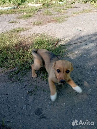 Щенок в добрые руки бесплатно