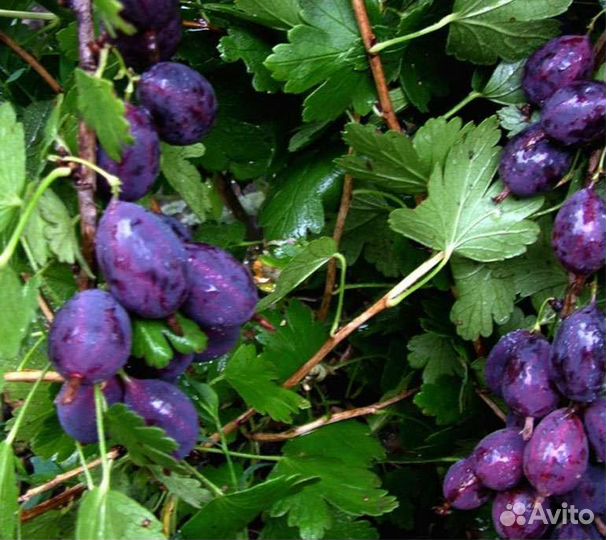 Продажа кустов