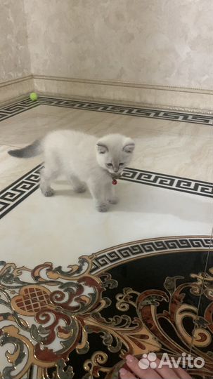 Британский котенок
