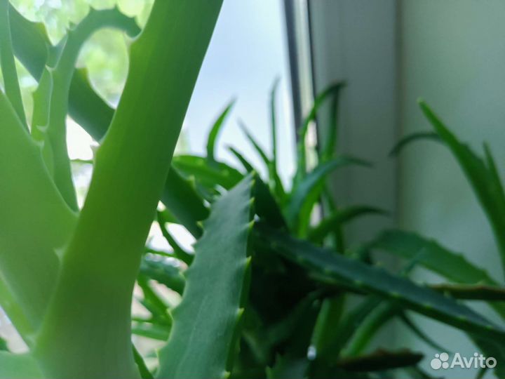 Отдам алоэ бесплатно