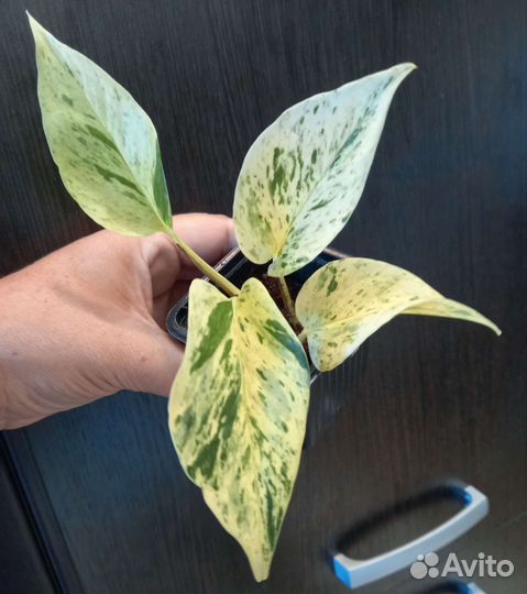 Сциндапсус Марбл квин