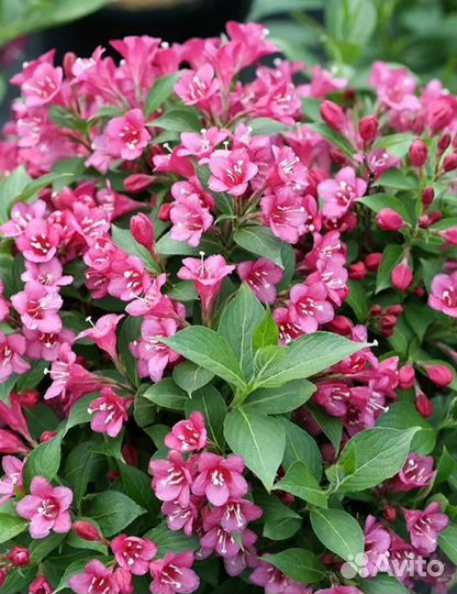 Домашние цветы