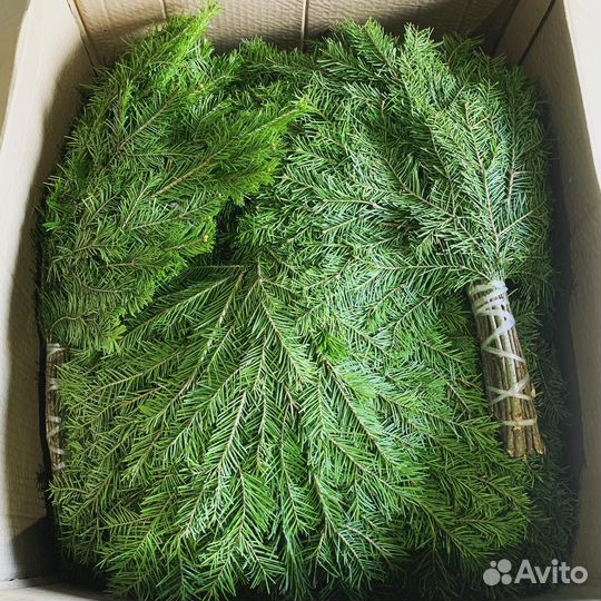 Веник из пихты