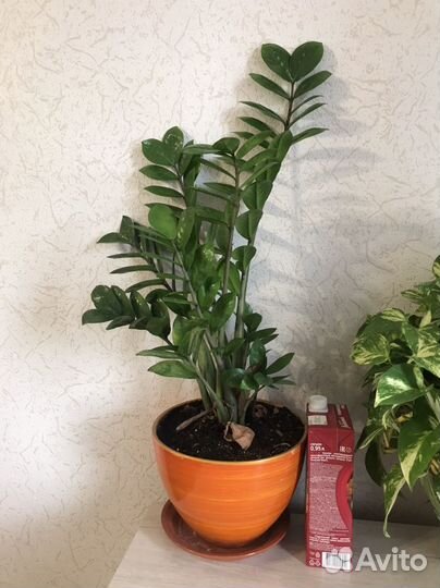 Замиокулькас