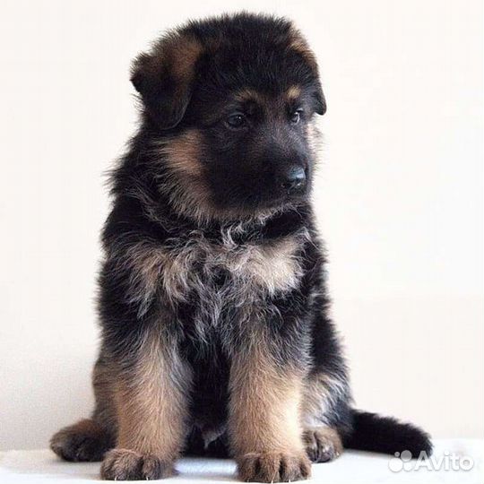 Щенки немецкой овчарки с документами РКФ
