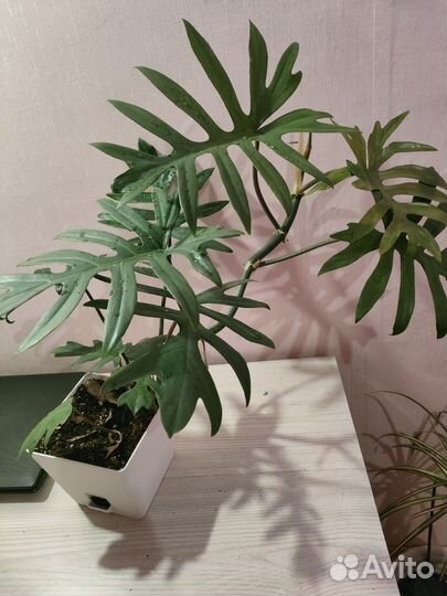 Филодендрон лучистый