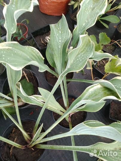 Лилейник, хосты, сангвинария, тимьян, аир, мята