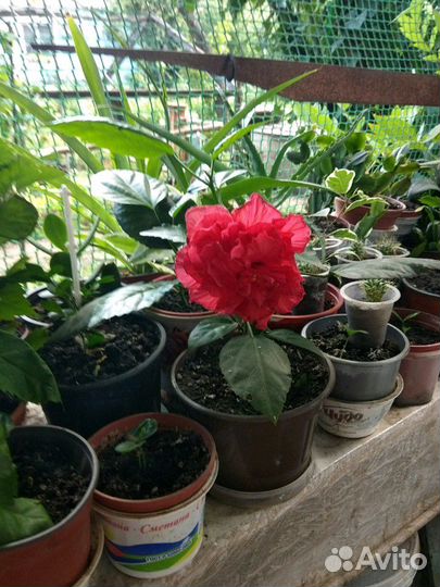 Гибискус (китайская роза)