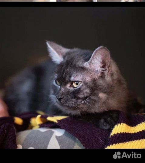 Котик из приюта