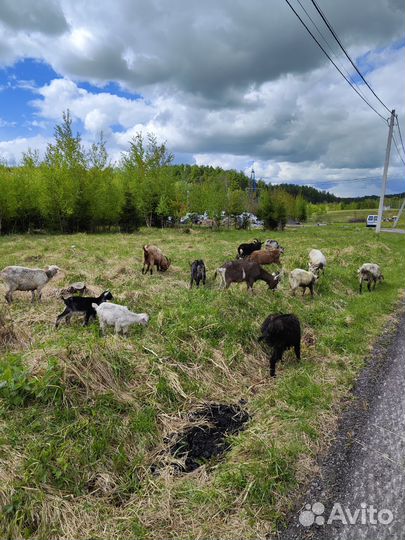 Козы и козлы