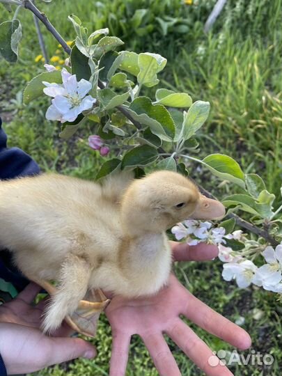 Цыплята, утята, куры молодки