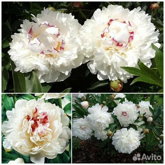 Пионы сортовые