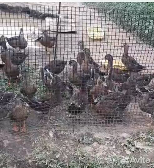 Подсадные утки