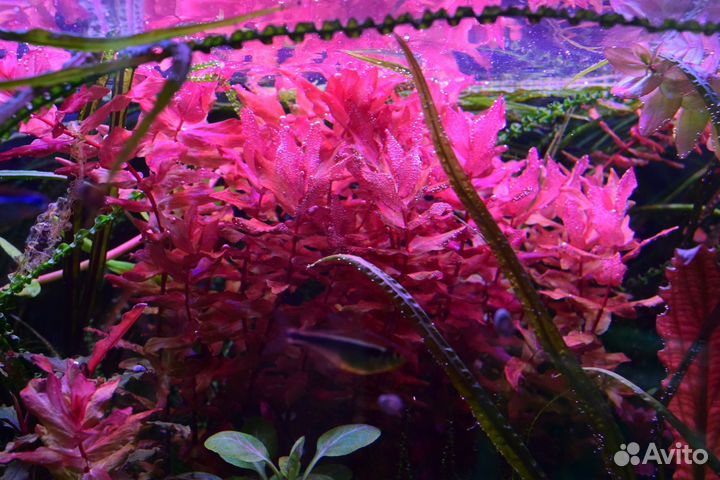 Аквариумные креветки, растения