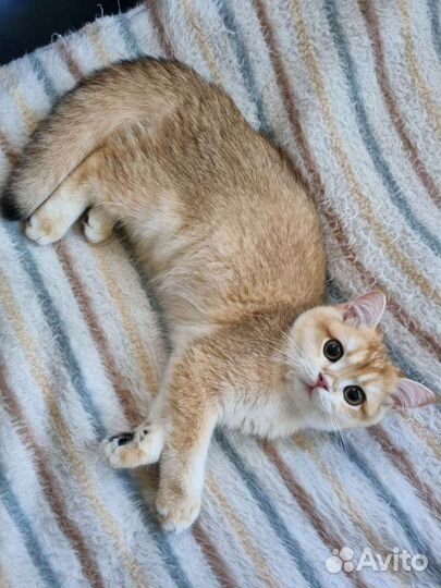 Малыши британской зотолой шиншиллы