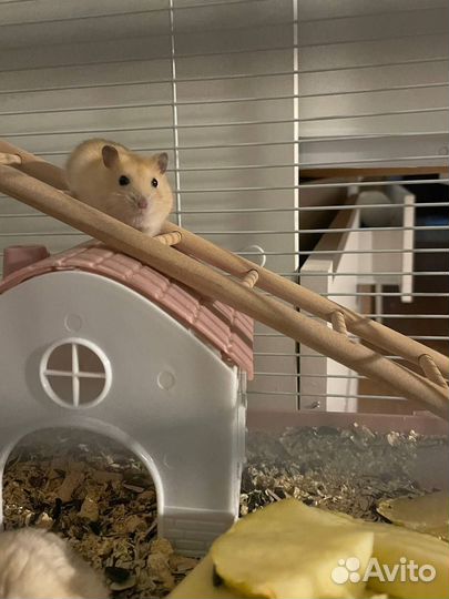 Джунгарский хомяк бесплатно