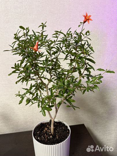 Комнатные цветы