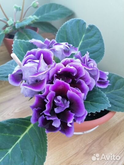 Укорененный лист глоксинии