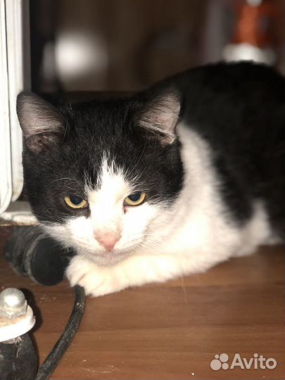 Котенок малыш на счастье