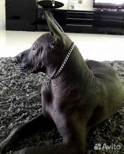 Вязка ксолоитцкуинтли