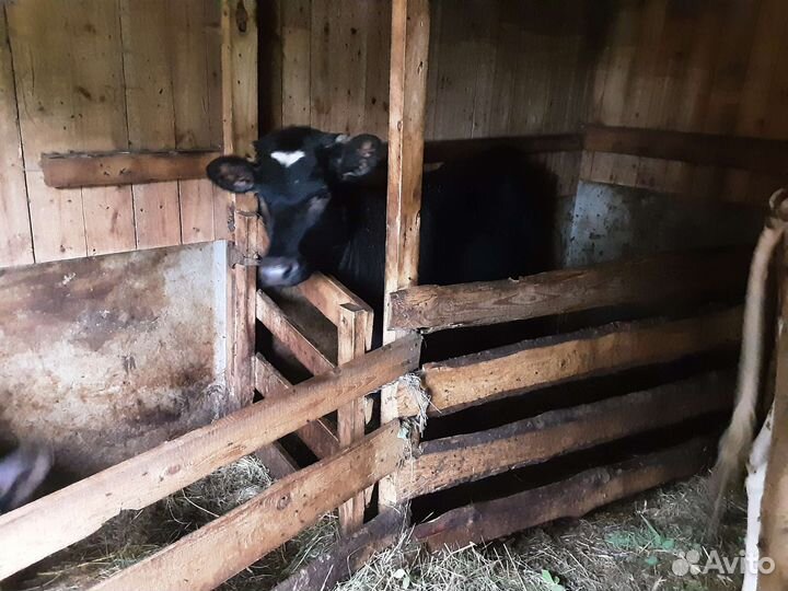 Телочка на племя