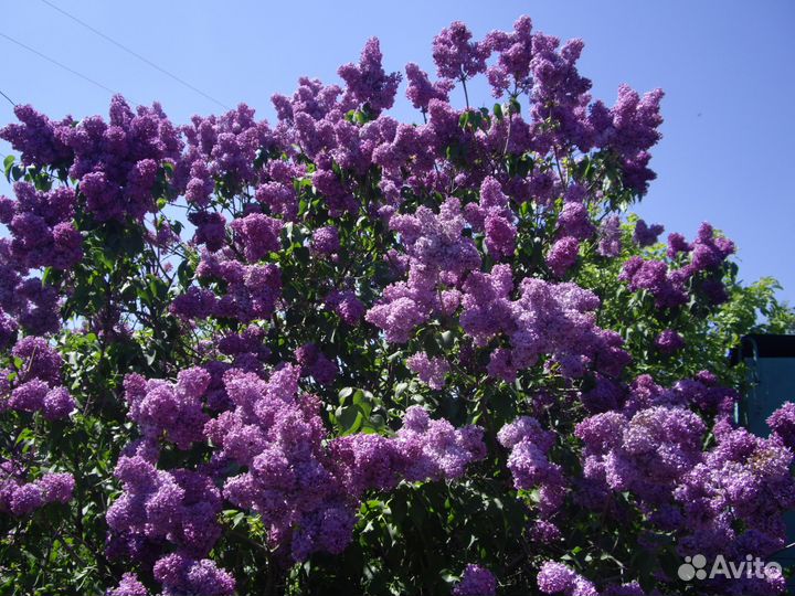 Декоративные