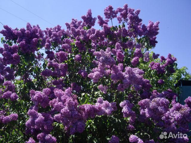 Декоративные