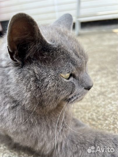 Британский кот