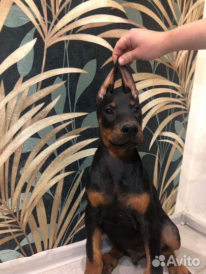 Собаки щенки добермана