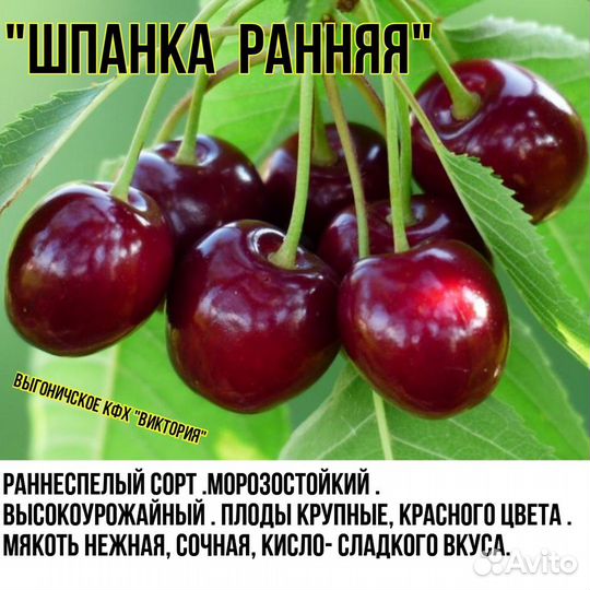 Вишня, черешня, сливы, яблони, груши,персик