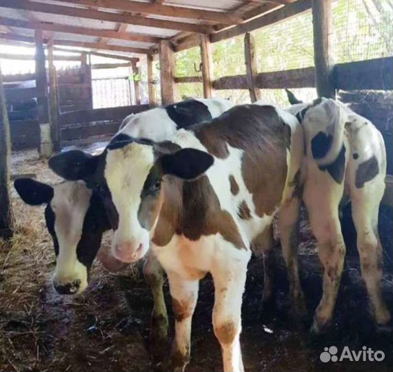 Телята бычки