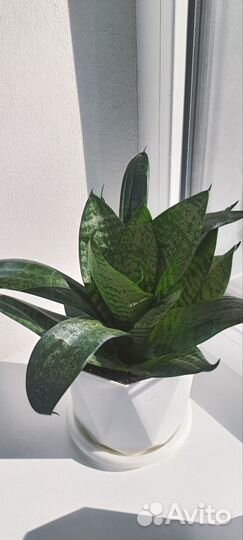 Сансевиерия