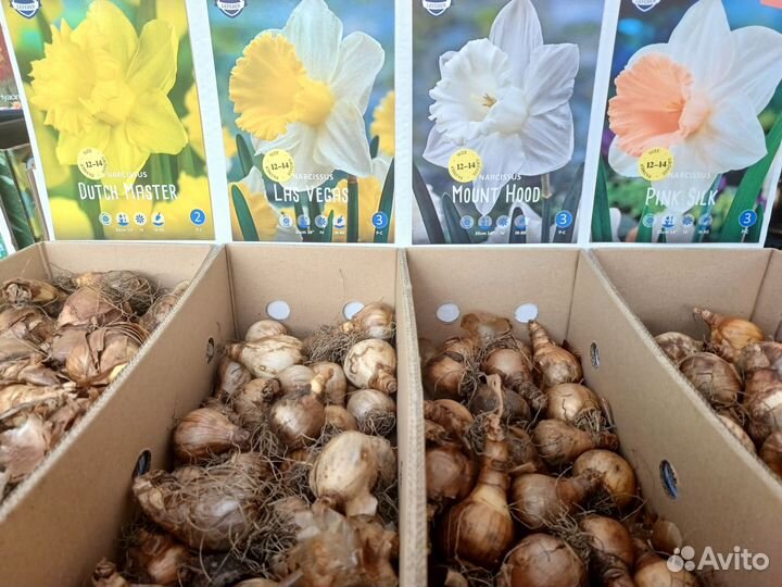 Луковицы нарциссов